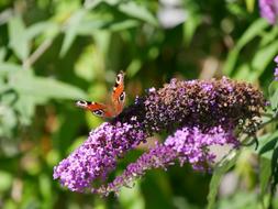 Butterfly Lilac