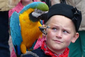 boy with a big tropical parrot on his shoulder