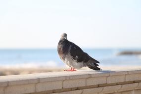 goodly Paloma Freedom