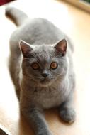British Shorthair Cat lays on floor looking up