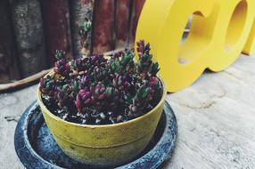 The Stone Roses Flower Pot Tree