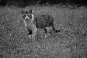 Cat Feline black and white