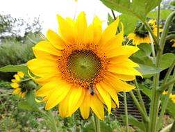 Sunflower Yellow Bee Close