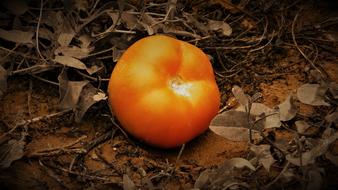 sweet red tomato