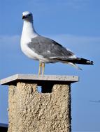 fabulous Seagull Fireplace Bird