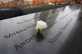 white rose on the memorial of September 11 in New York City