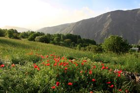 Nature Landscape Mountain Papaver