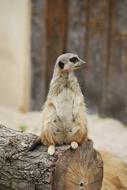 Cute, beautiful and colorful meerkat is sitting on a log in a zoo