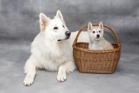 goodly Cute Sweet Dogs
