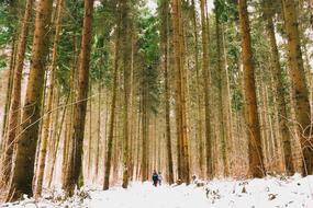 Landscape of Scenic Winter