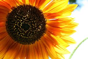 Sunflower Flower Bloom