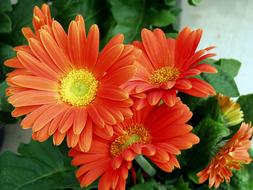 Flower Orange Daisy Floral