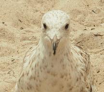 portrait of Seagull bird at Beach