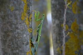 green Praying Mantis close up