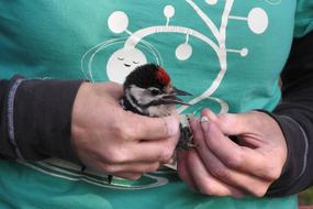 Person, ringing cute, colorful and beautiful bird in the hands