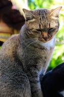 Colorful, beautiful and cute domestic cat, near the green trees