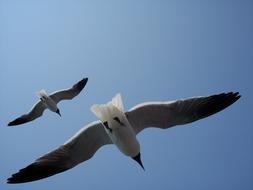 Sea Gulls Birds in the Wildlife