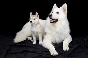 small and big white Dogs