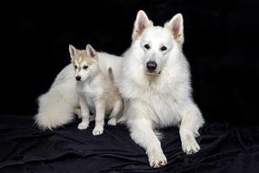 goodly Cute Sweet white Dog