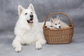 cute white dog and puppy in a basket