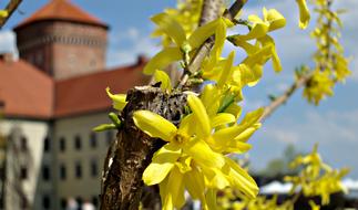 Flower Forsythia Flowering