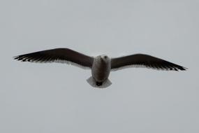 fabulous Sky Sea Gull