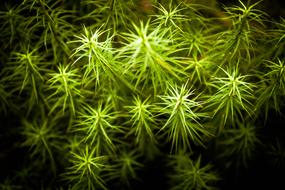 Wild Grass Green drawing