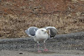 Beach Promenade Sea bird