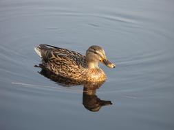 Beautiful, colorful and cute water bird on the water