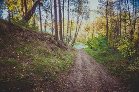 Park Forest Track Autumn