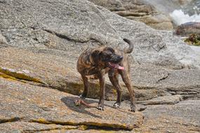 Dog Canine stone