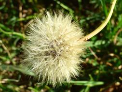 Dandelion Plant Flower