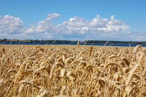 Denmark Landscape Agriculture