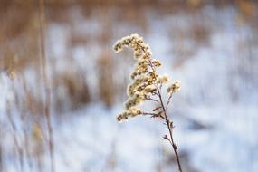 Solidago Canadensis Dry Plant