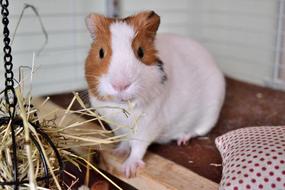 a red and white guinea pig in an aquarium