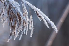 Hoarfrost Frost Winter