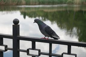 Pigeon perched metal fence at water