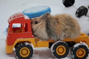 Rabbit Pet car toy