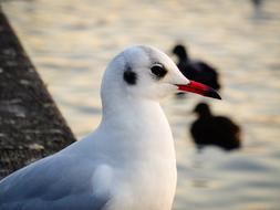 goodly Seagull Bird water