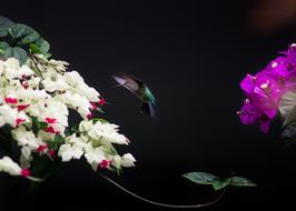 hummingbird flies from a purple flower to white