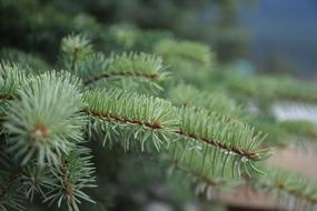 Pine Branches Nature