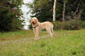 peach poodle on a forest glade
