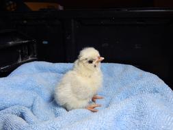 pretty Chicken Farm