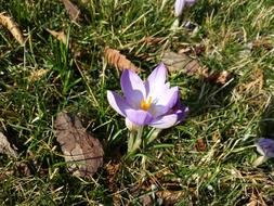 Krokus Spring Flowers