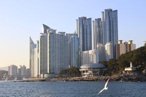 a flock of seagulls flies over Haeundae Beach in Korea