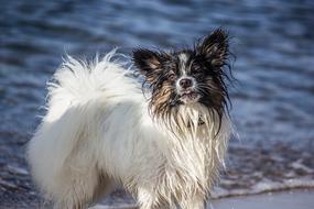 Sea Papillon Tongue dog