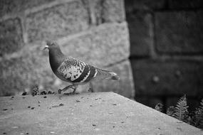 Black and white photo of the beautiful pigeon near the wall