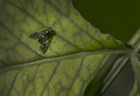 a fly sits on a houseplant