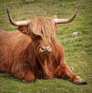 Hairy Cattle