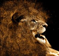 lion's mane as abstract illustration
